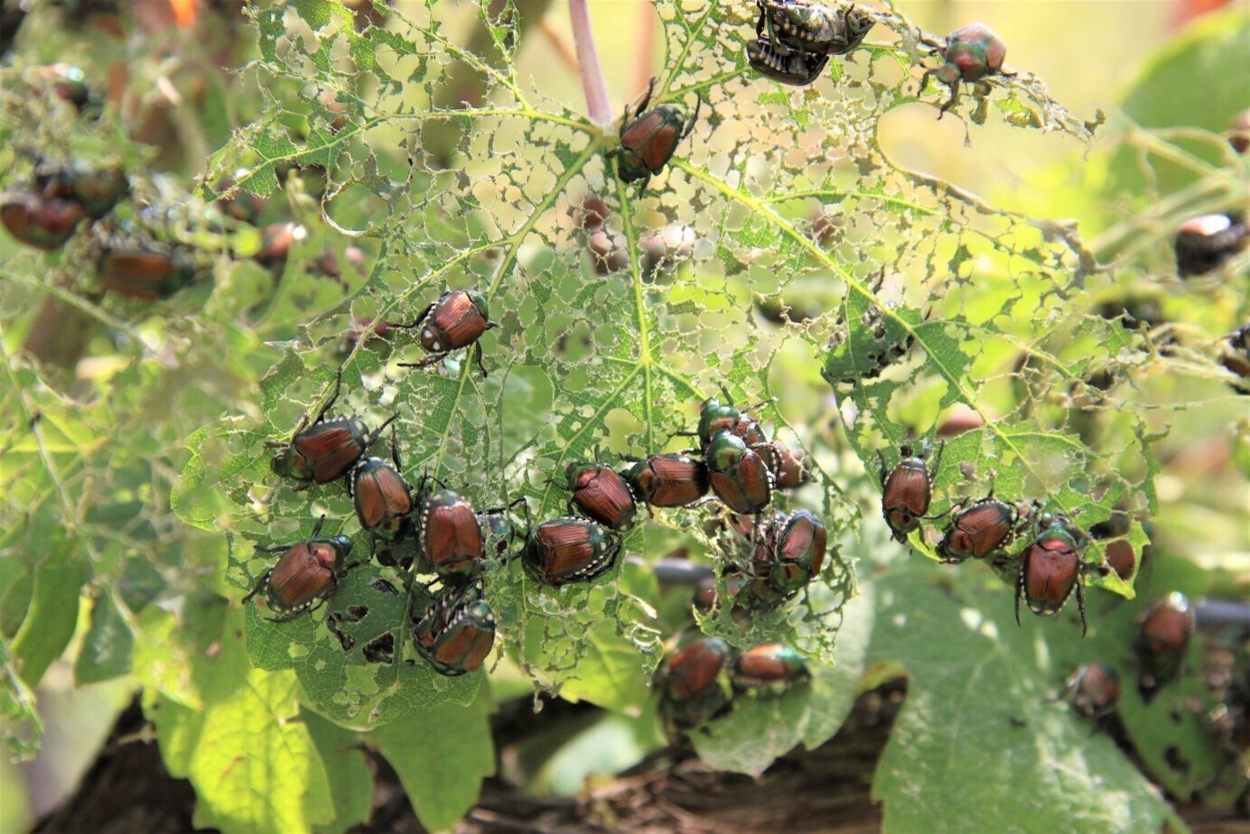 In der Menge gefährden die Käfer verschiedenste Pfanzenarten und hinterlassen von den Blättern nur das «Skelett». Bild: Tania Sostizzo, Agroscope
